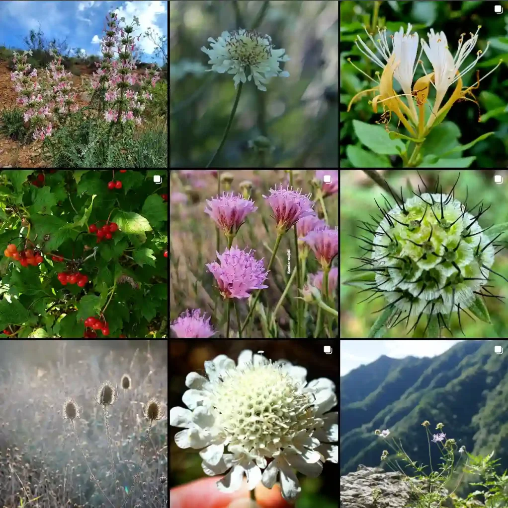 Caprifoliaceae