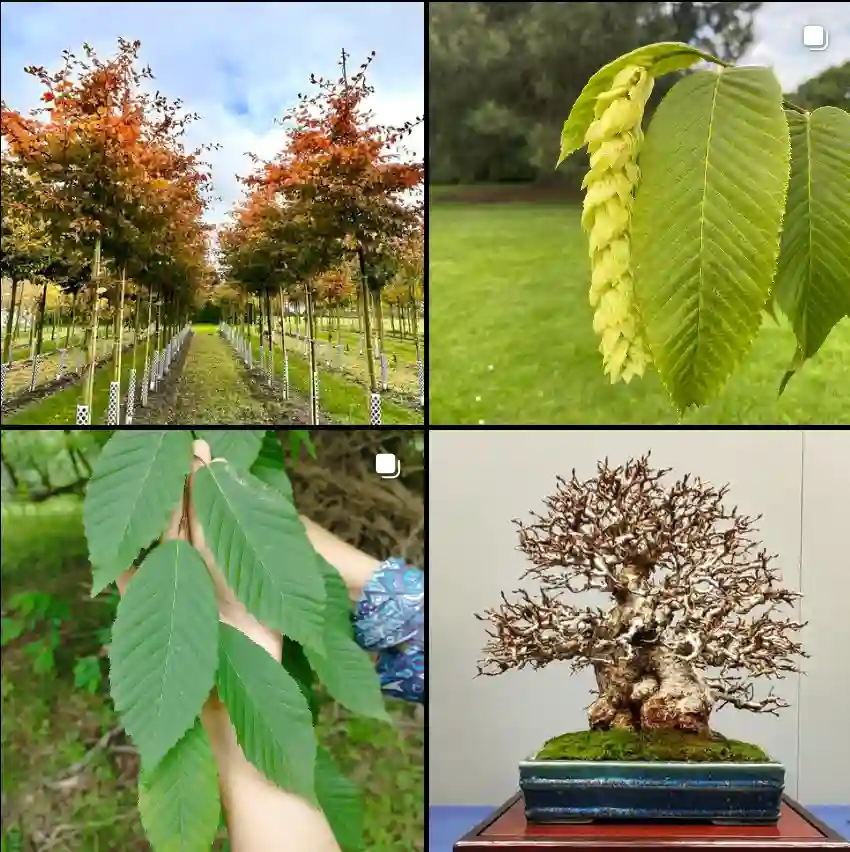 Carpinus