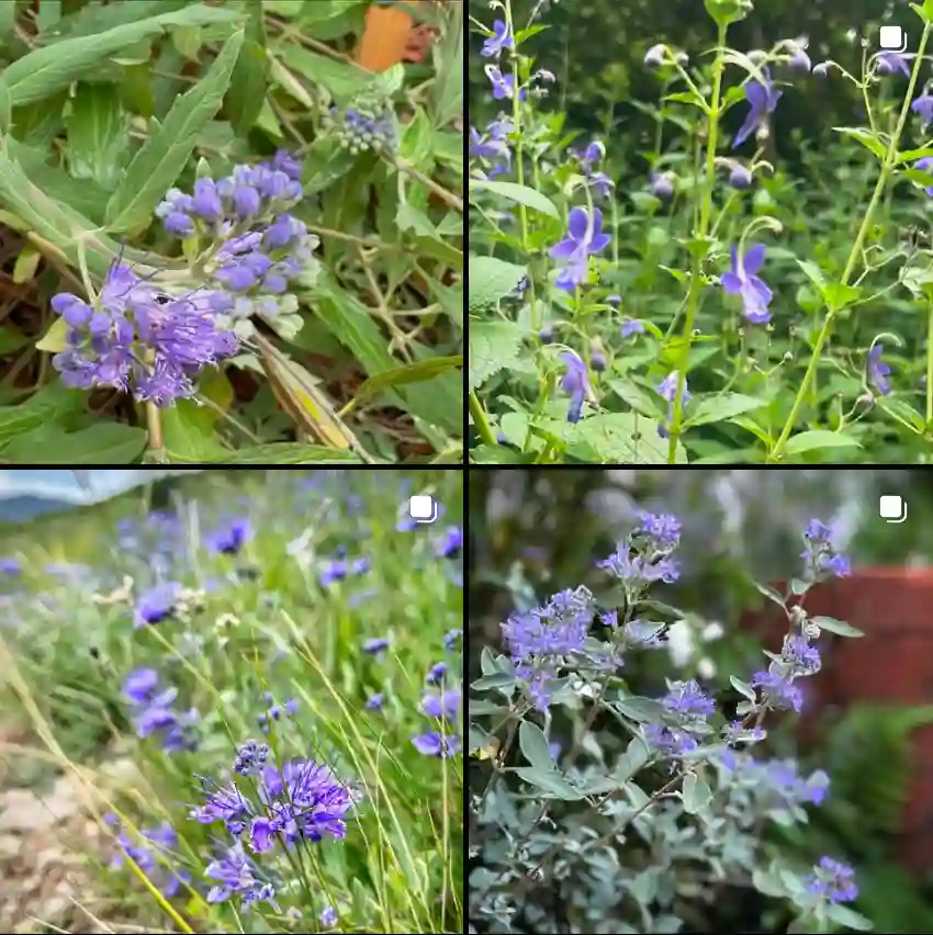 Caryopteris