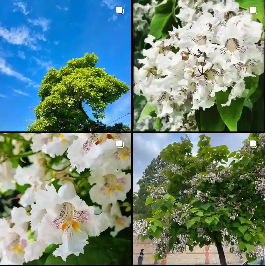 Catalpa