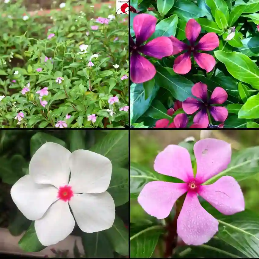 Catharanthus