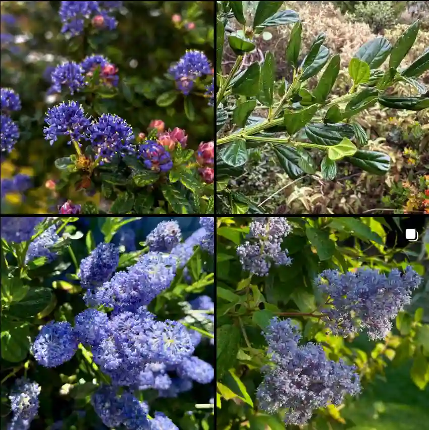 Ceanothus