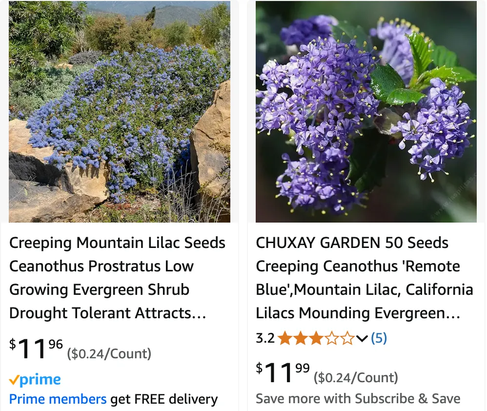 Ceanothus | Monsteraholic