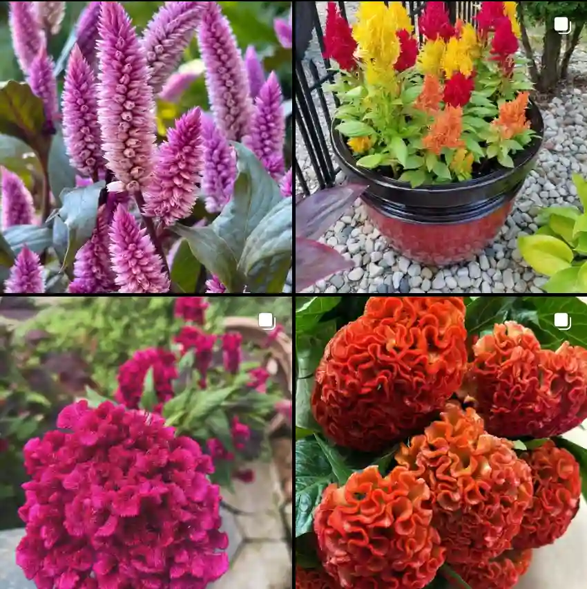 Celosia