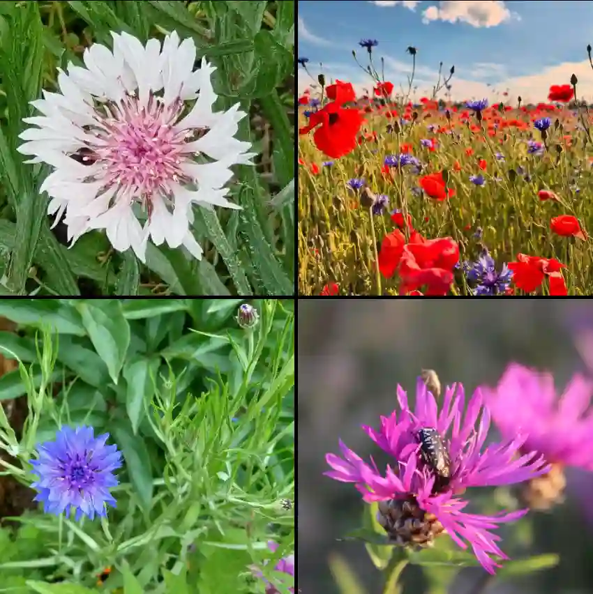 Centaurea