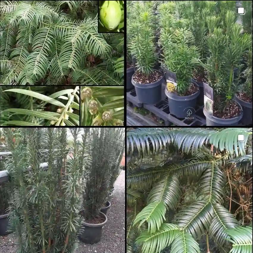 Cephalotaxus