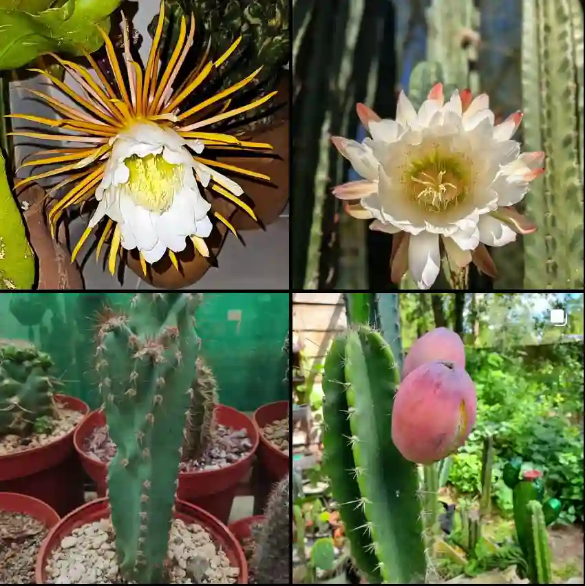 Cereus