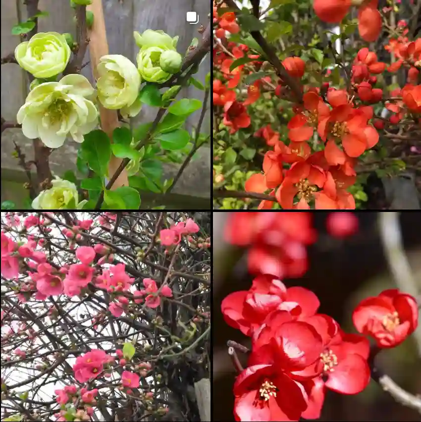 Chaenomeles