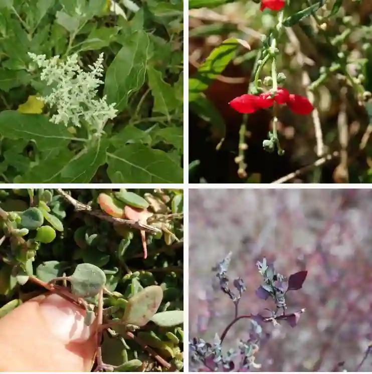 Chenopodium