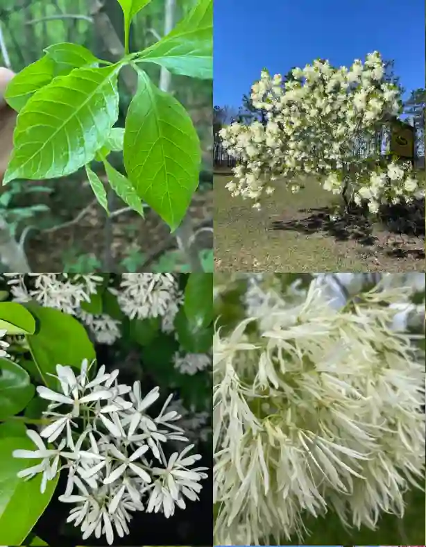 Chionanthus