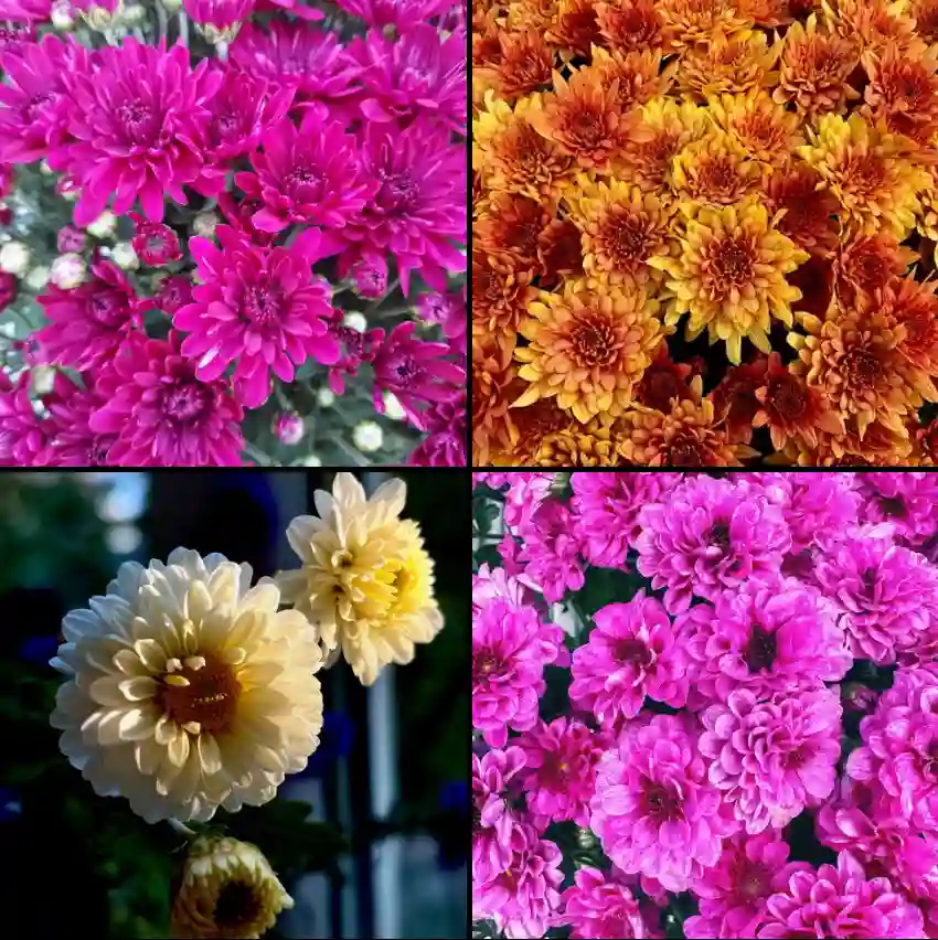 Chrysanthemum