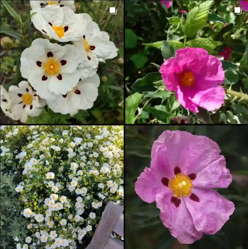 Cistus