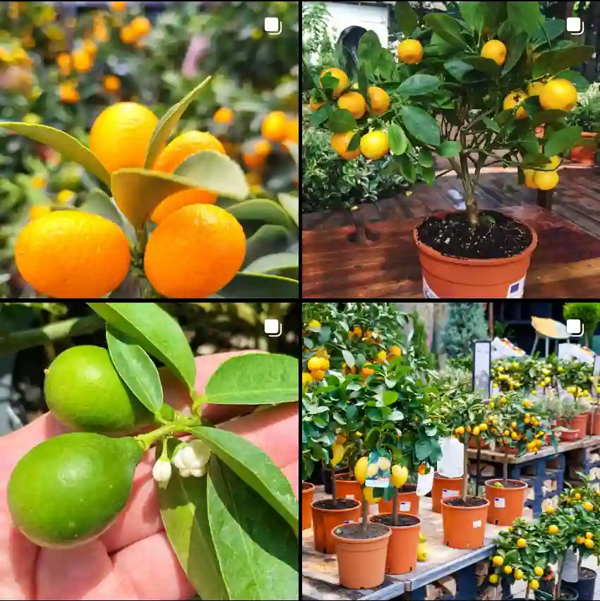 Citrus