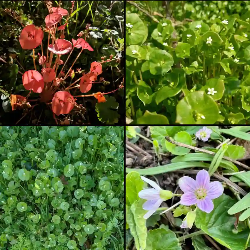 Claytonia