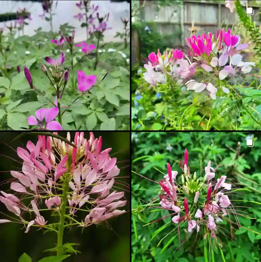 Cleome