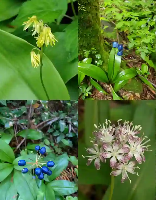 Clintonia