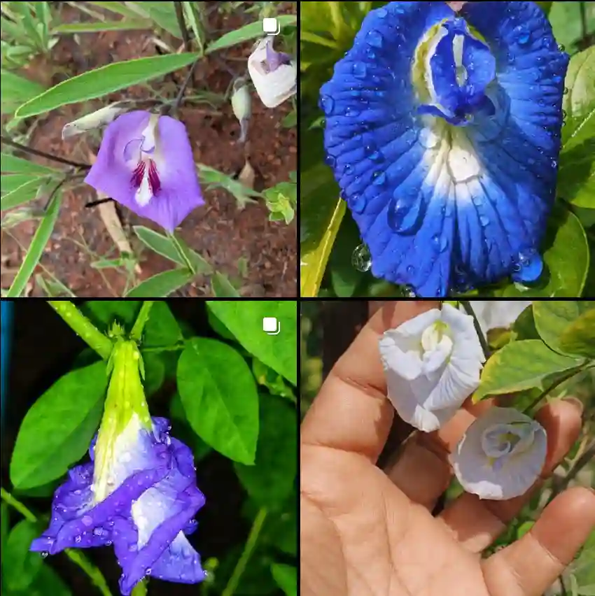 Clitoria