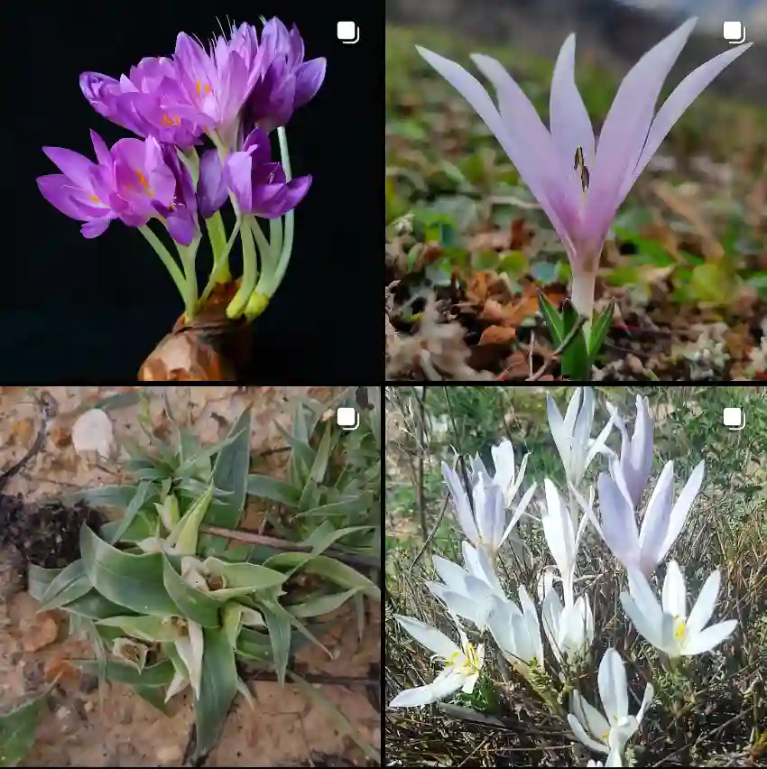 Colchicum