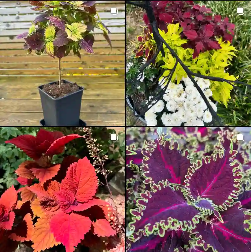 Coleus