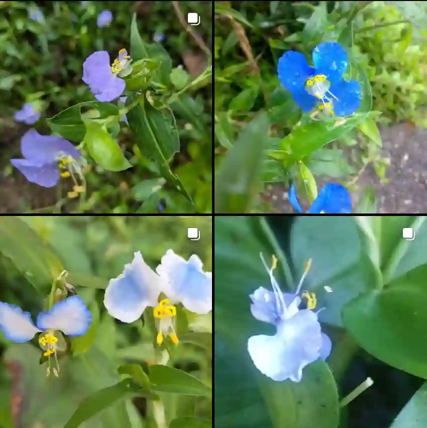 Commelina