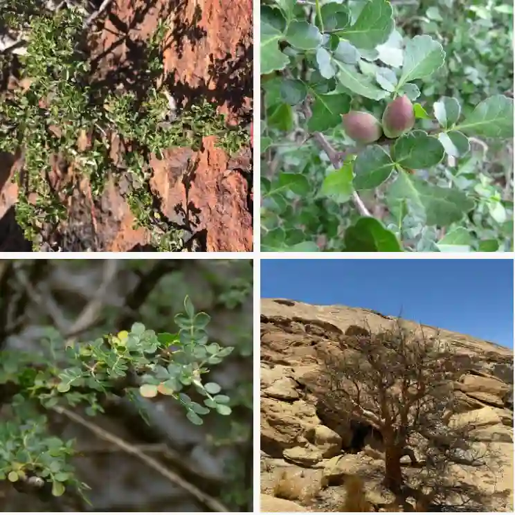 Commiphora