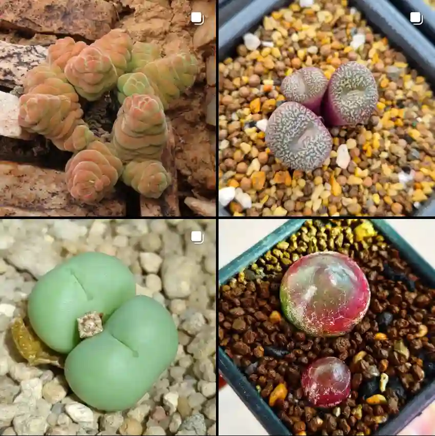 Conophytum