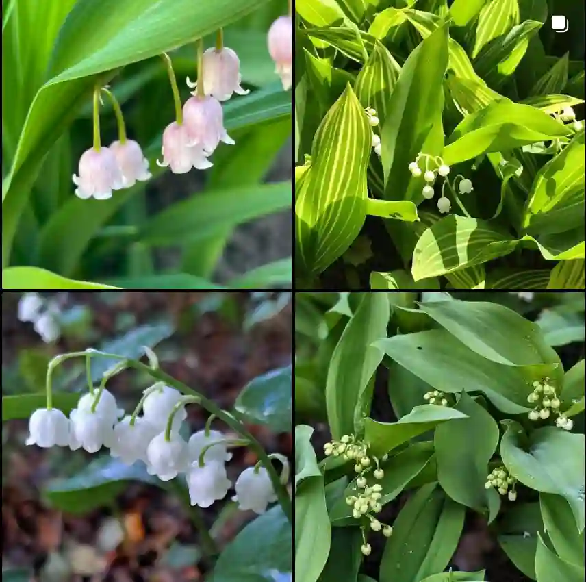 Convallaria