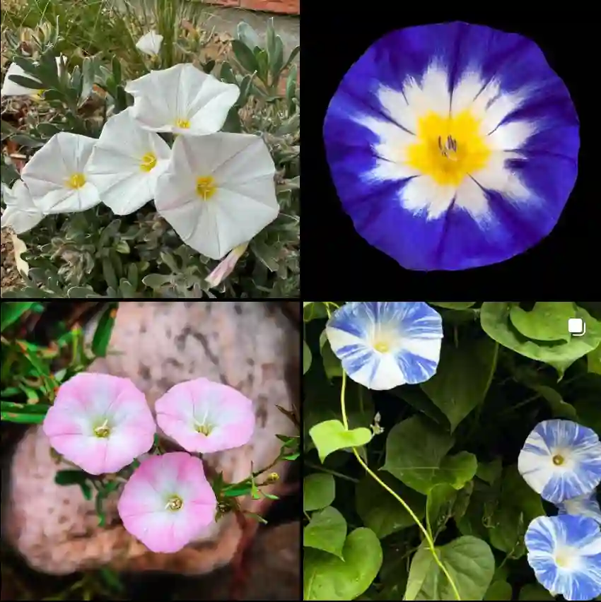 Convolvulus