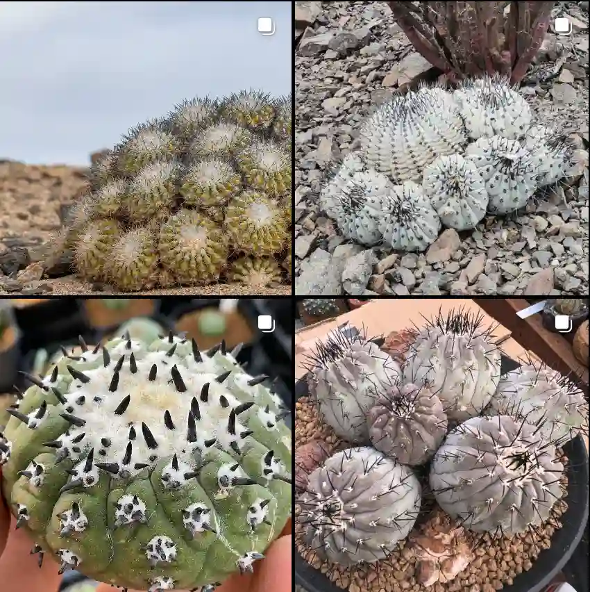 Copiapoa