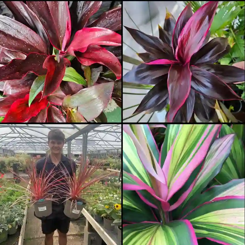 Cordyline