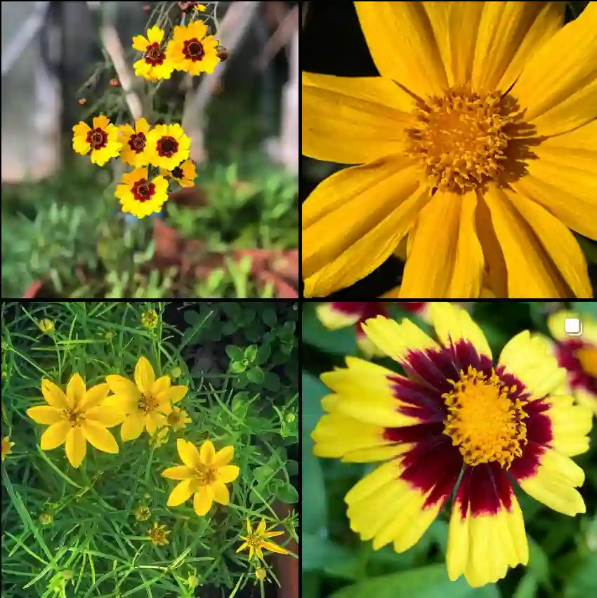 Coreopsis