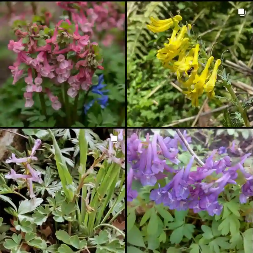 Corydalis