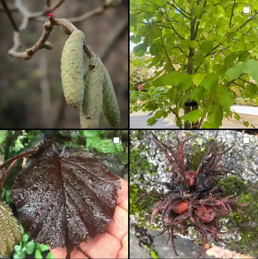 Corylus