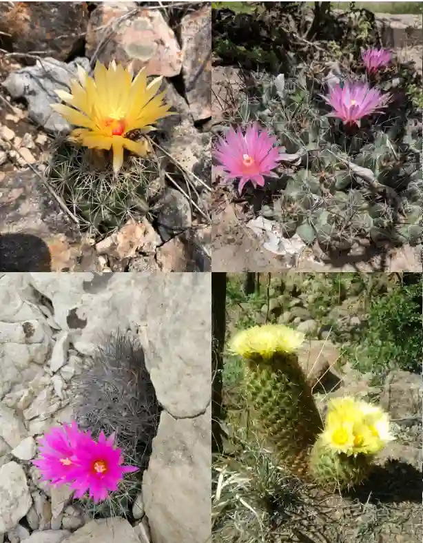 Coryphantha