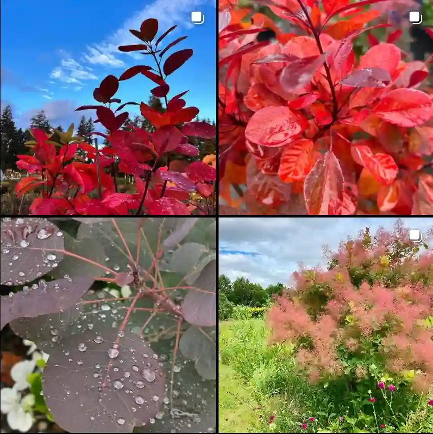 Cotinus