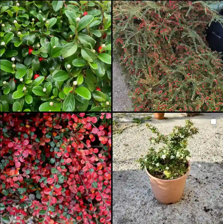 Cotoneaster