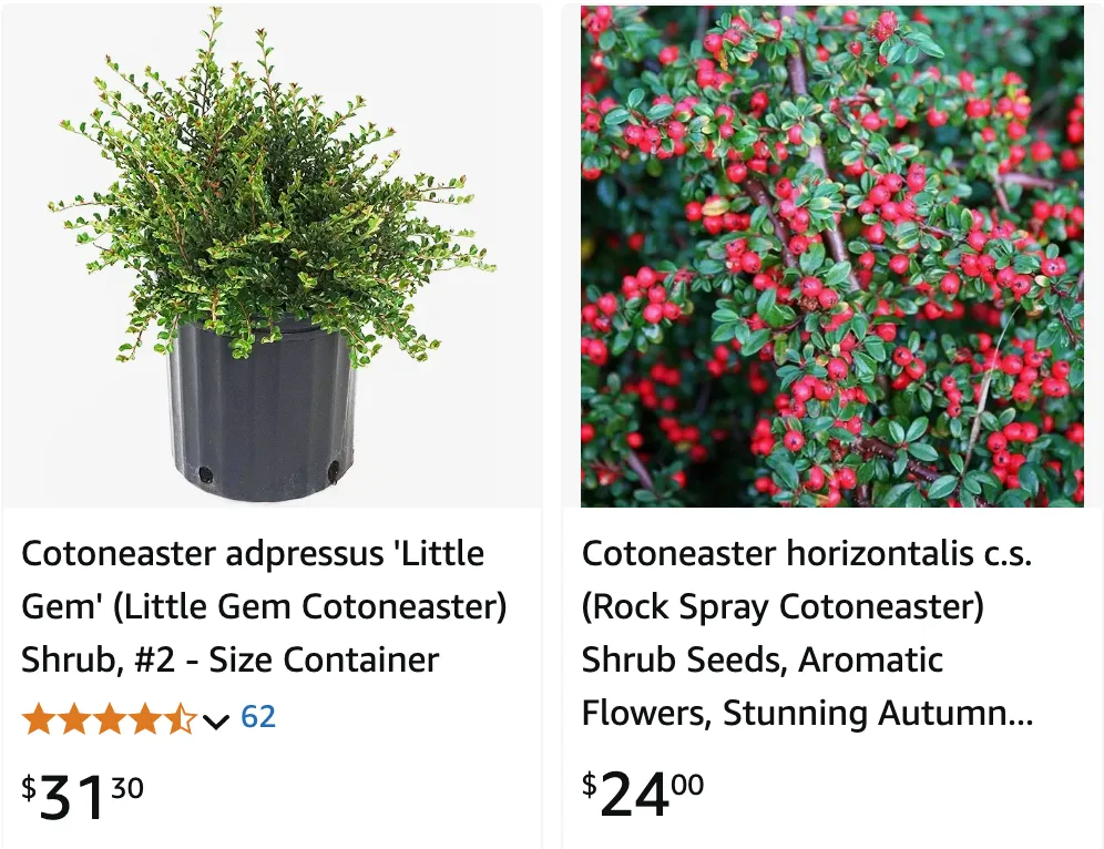 Cotoneaster | Monsteraholic