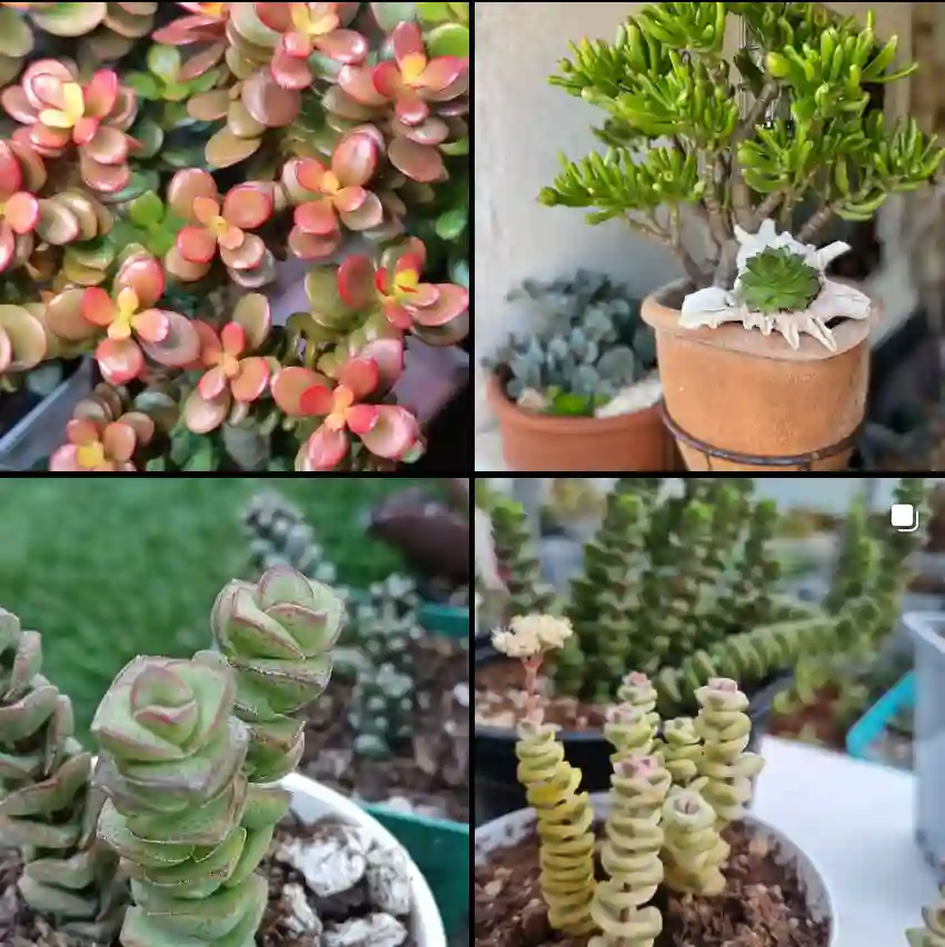 Crassula