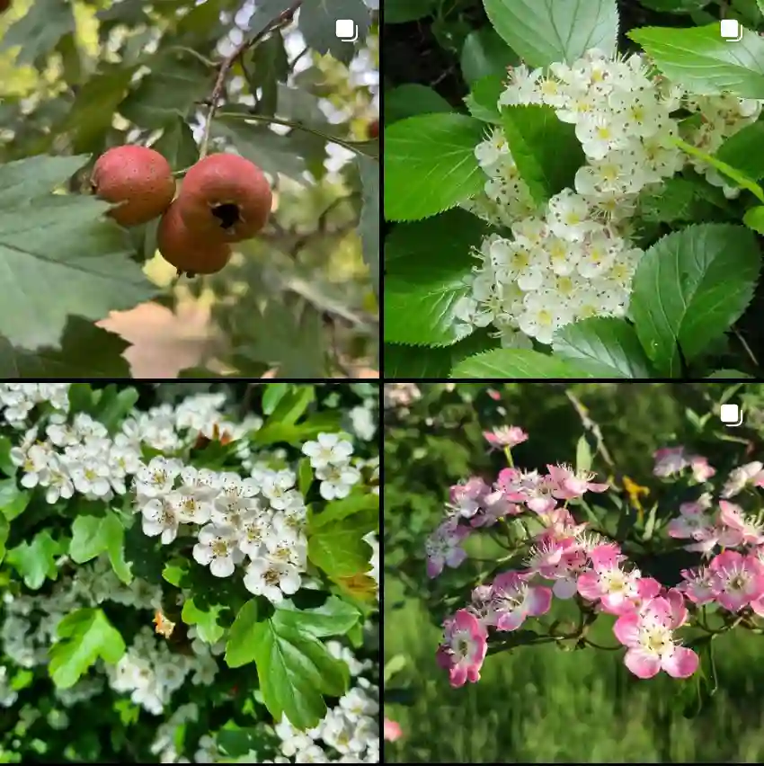 Crataegus