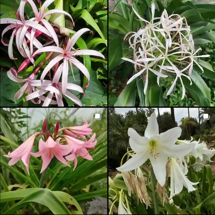 Crinum