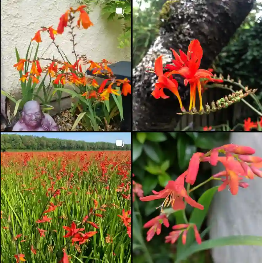 Crocosmia