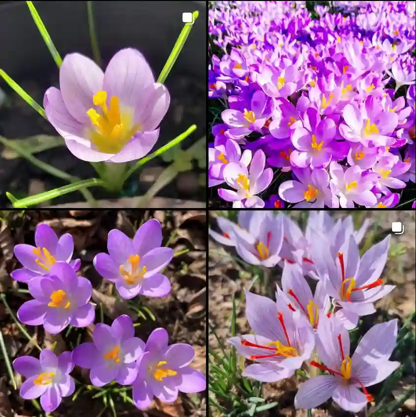 Crocus