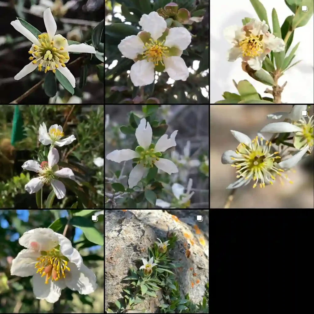 Crossosomataceae