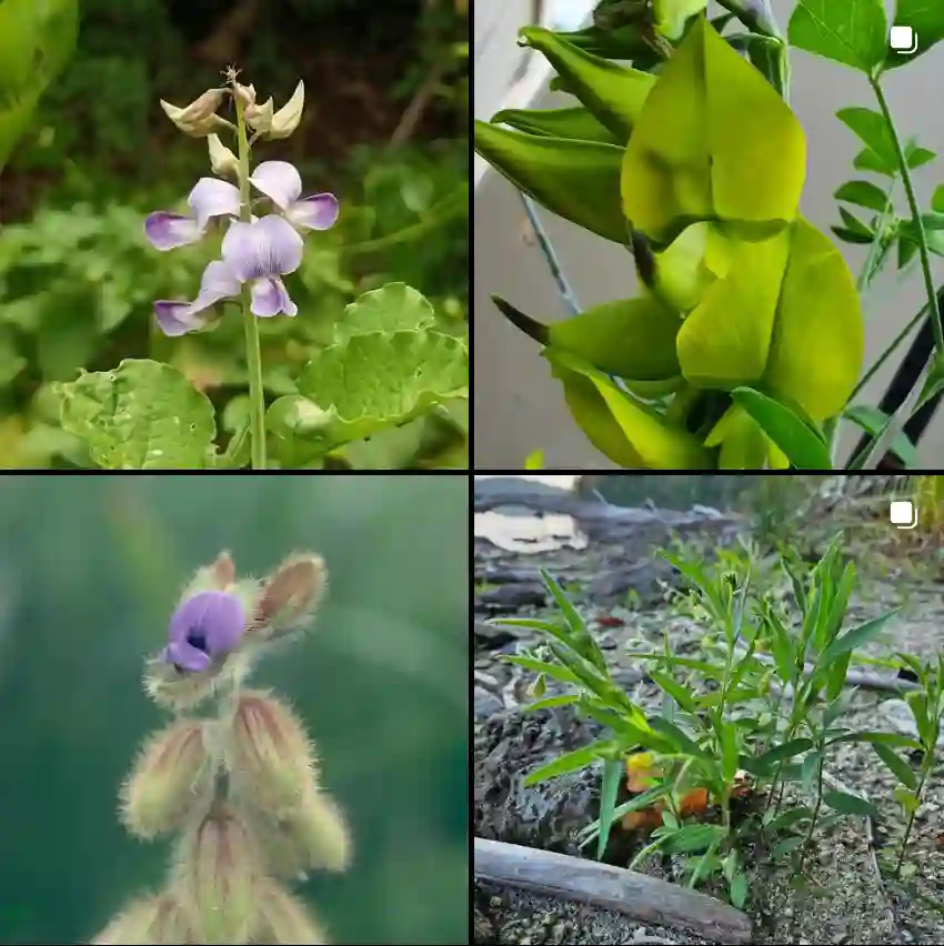 Crotalaria