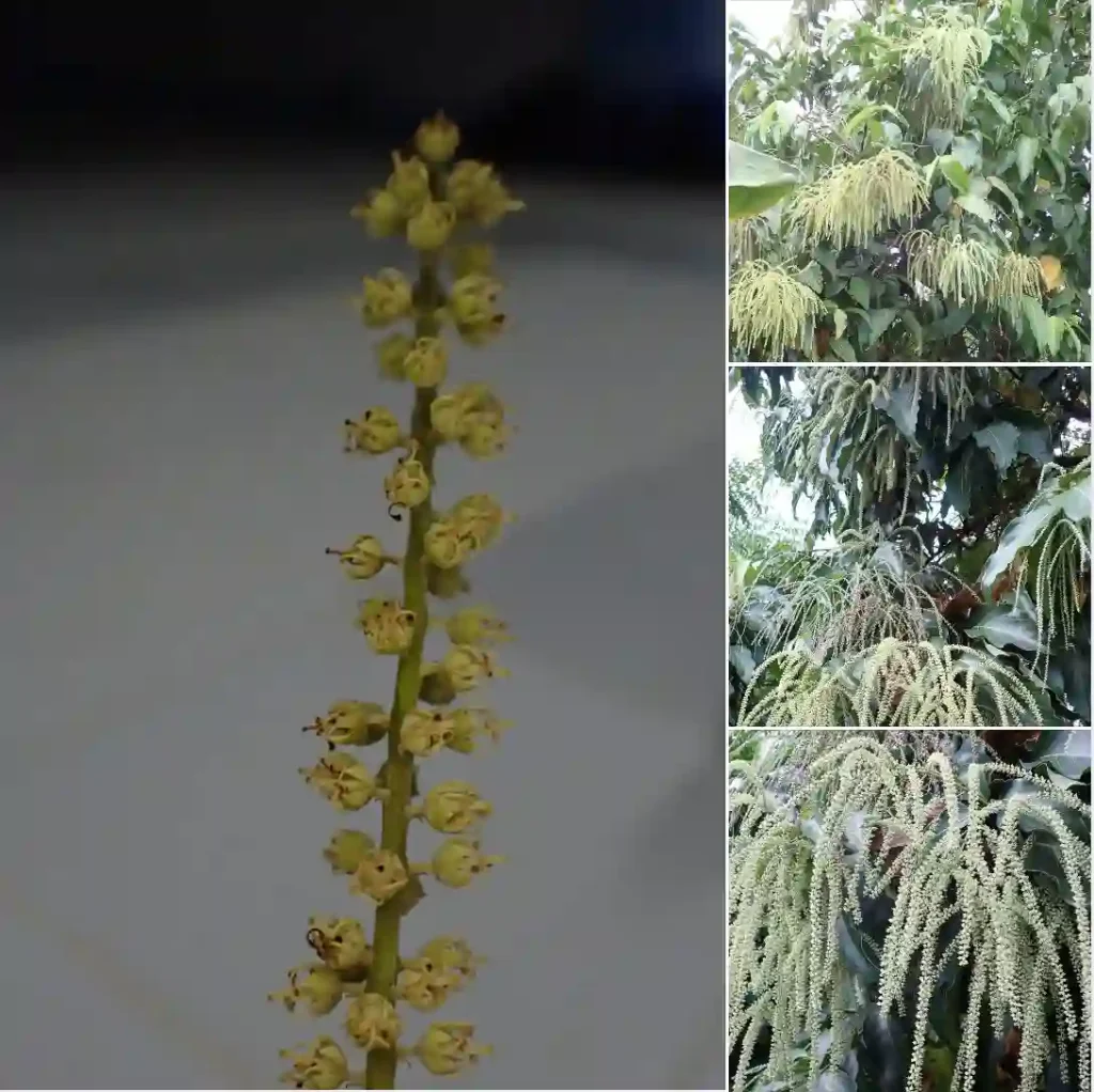 Crypteroniaceae