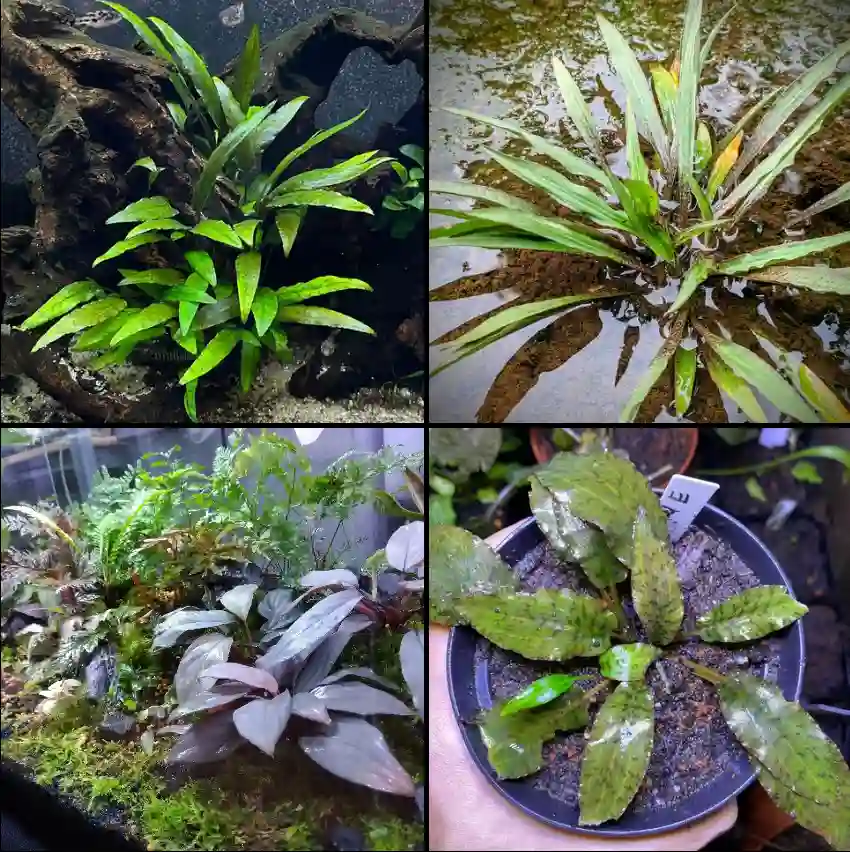 Cryptocoryne