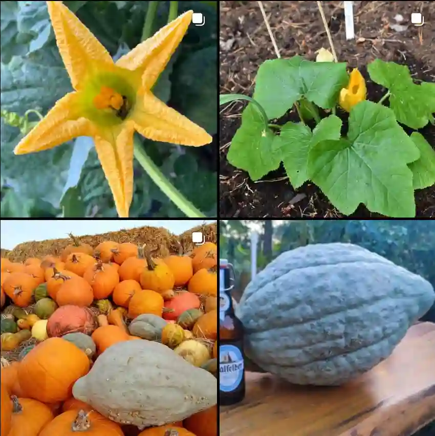 Cucurbita