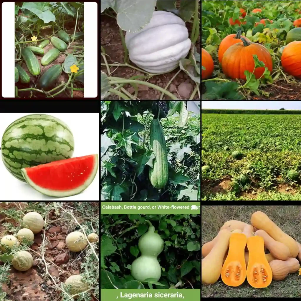 Cucurbitaceae