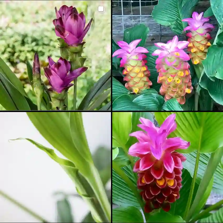 Curcuma