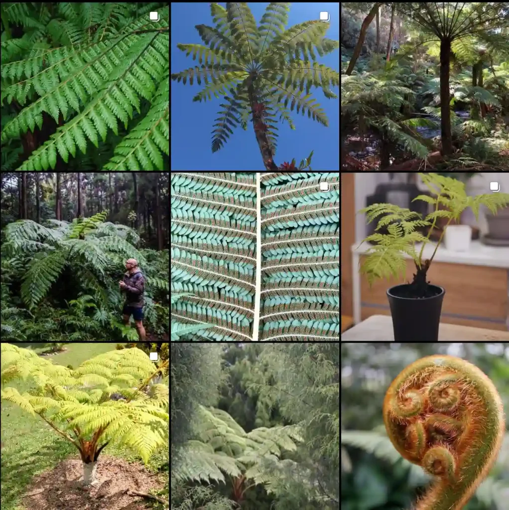 Cyatheaceae